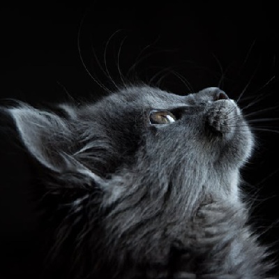 Home avatar